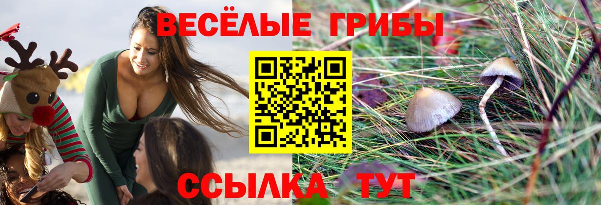 Псилоцибиновые грибы Psilocybe Красноуфимск